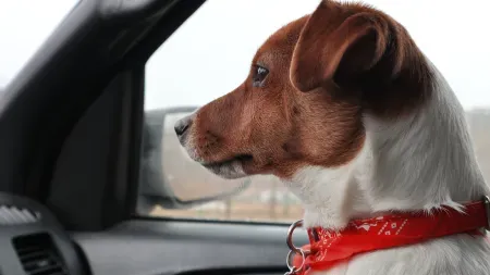 Jak przewozić psa w samochodzie?